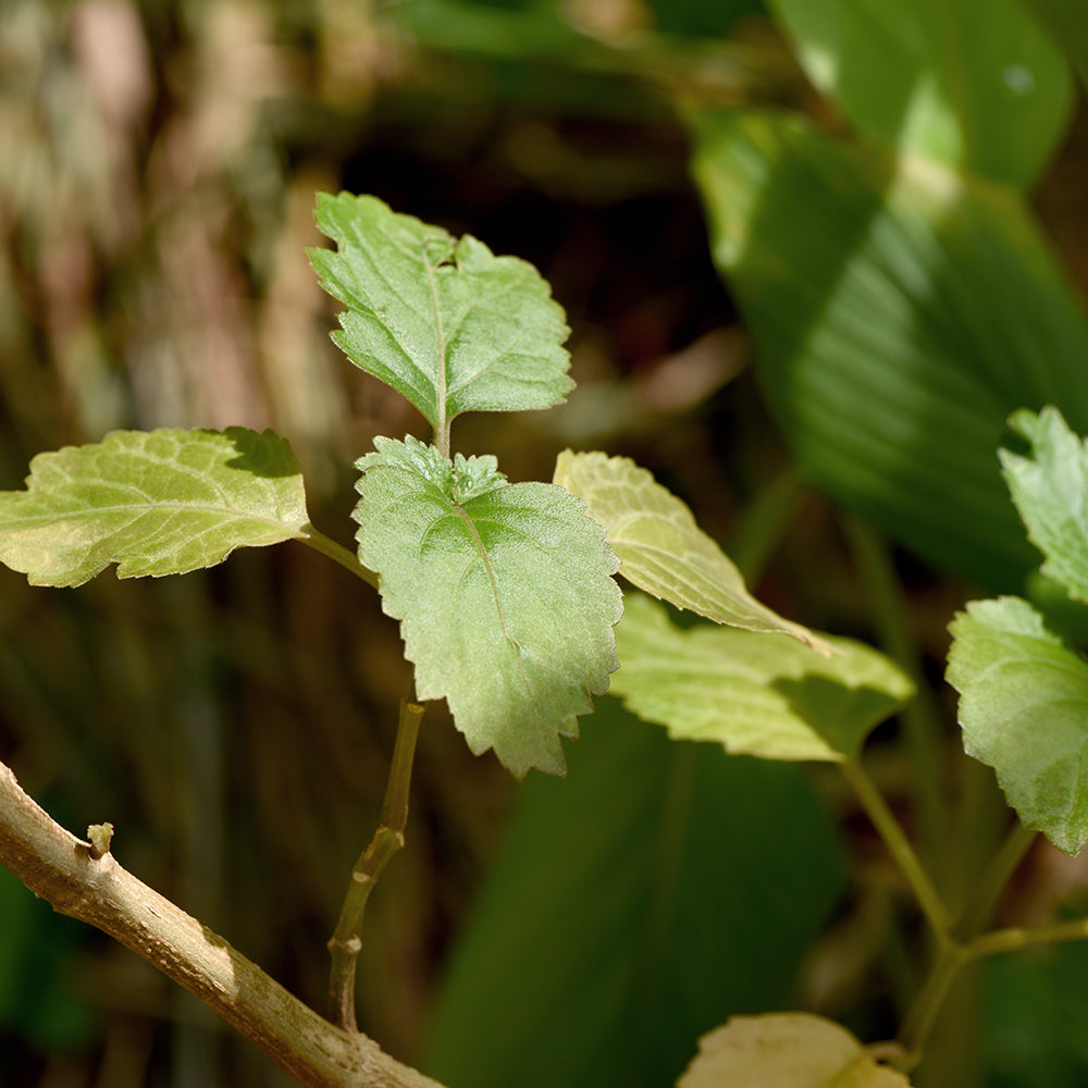 What Does Patchouli Smell Like?