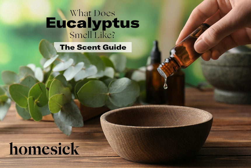 What Does Eucalyptus Smell Like? – The Scent Guide