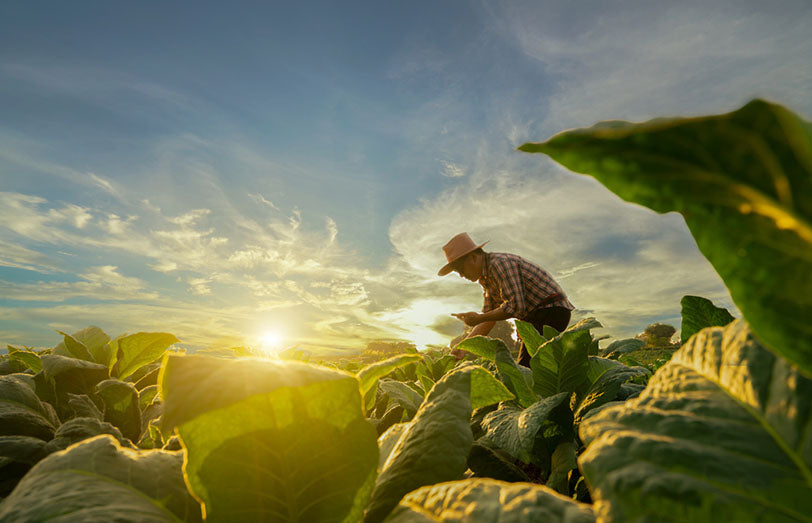 farmer harvesting tobacco leaves in morning sun