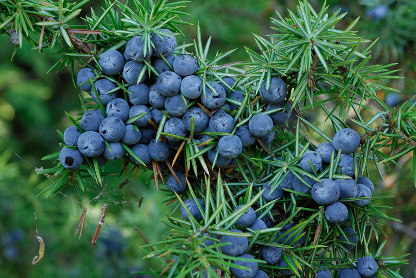 juniper berries on branch