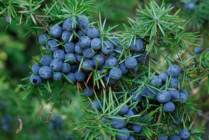 What Does Juniper Berry Smell Like?