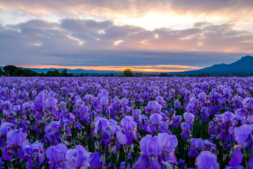 a field of pallida iris flowers