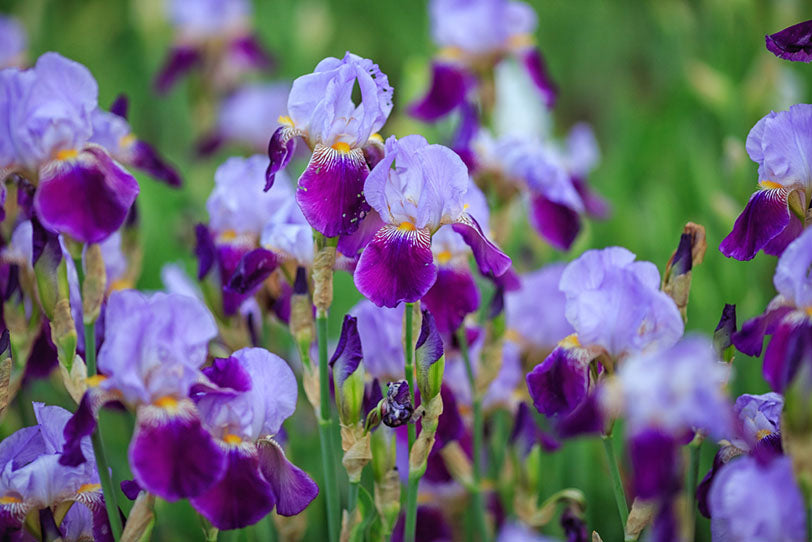 purple irises in grassy area