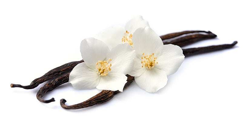 vanilla beans flowers isolated
