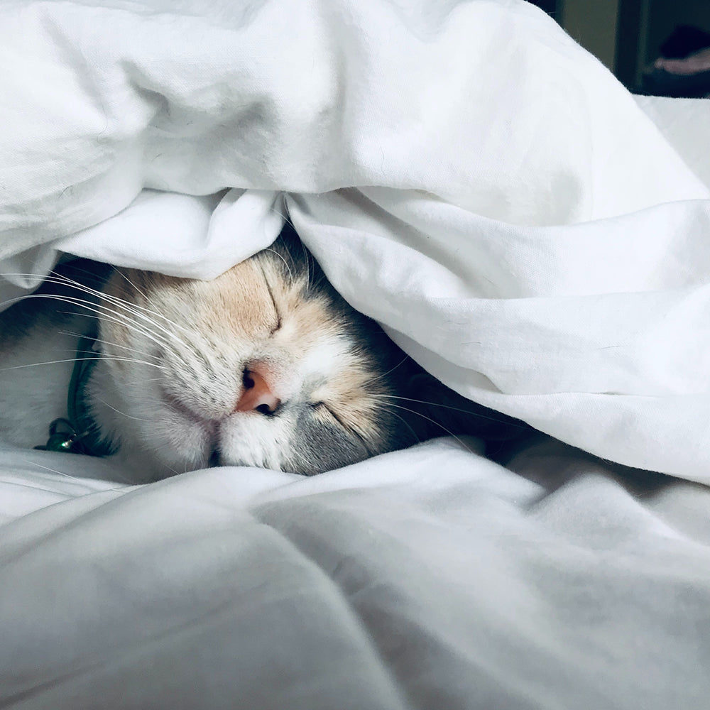 6 Scents That Help You Sleep