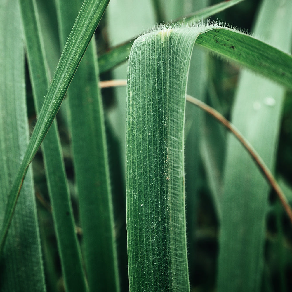 What Does Vetiver Smell Like?