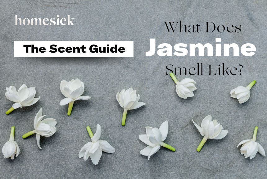 The Scent Guide What Does Jasmine Smell Like