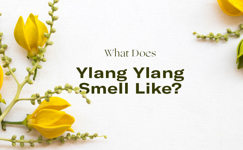 What Does Ylang Ylang Smell Like
