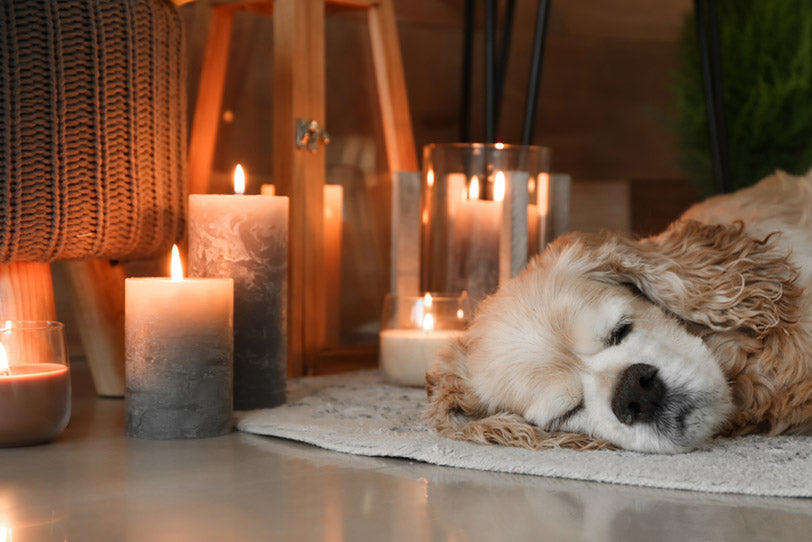 cute dog sleeping near burning candles