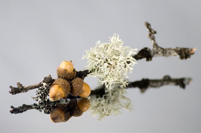 oakmoss on a branch with acorns