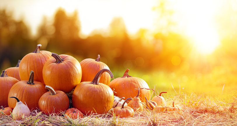 group pumpkins at farm