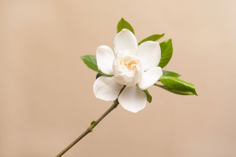 The Scent Guide: What Does Gardenia Smell Like