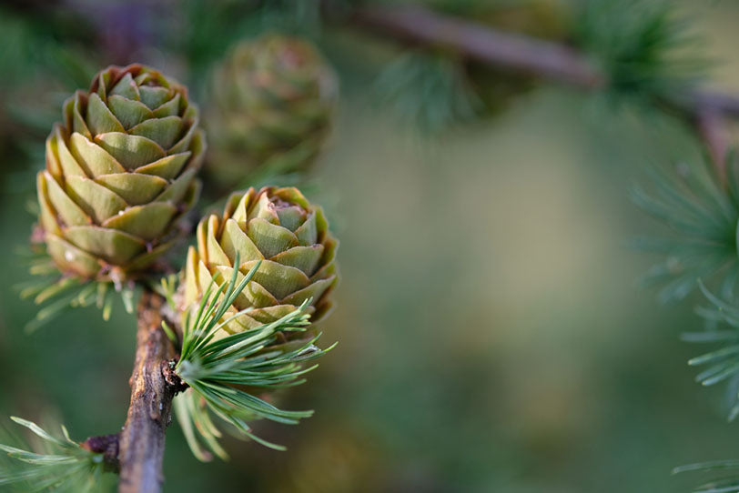 pine cones and green needles on branches