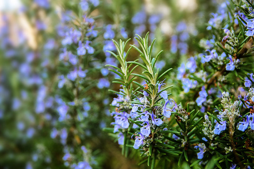 rosemary growing outdoors
