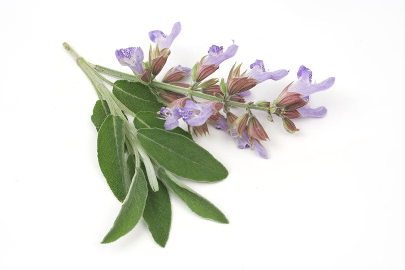 Finding Your Scent: What Does Sage Smell Like