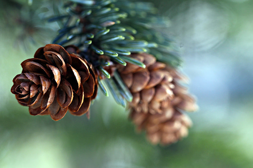 a subalpine fir balsam branch