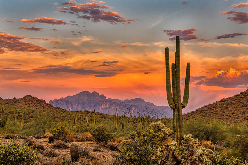 a sunset in the sonoran desert