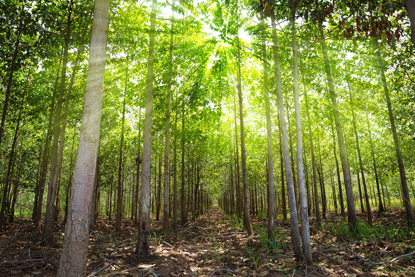 teak trees in forest