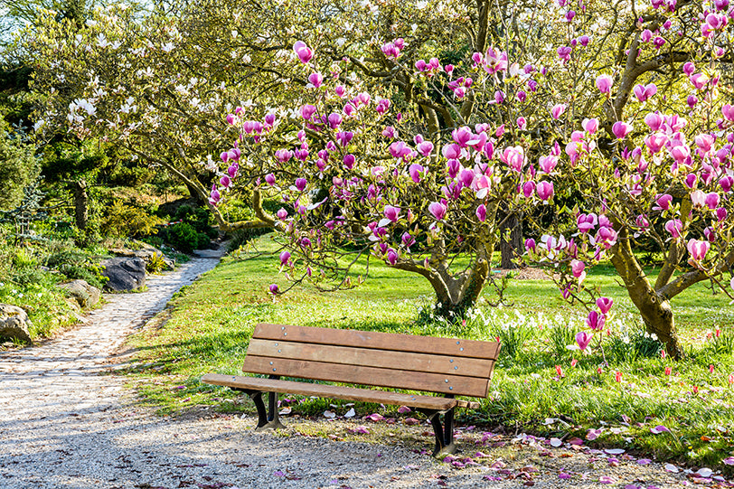 a wooden bench under a blooming magnolia tree
